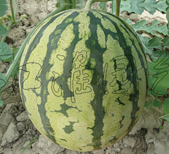 ����2̖(h��o)-���ϷN��-�����@ˇ