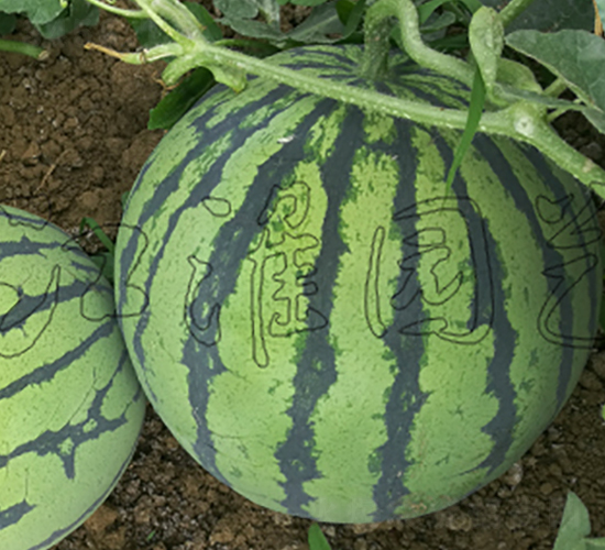 ����3̖(h��o)-���ϷN��-�����@ˇ