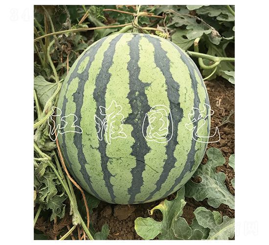 ����4̖(h��o)-���ϷN��-�����@ˇ