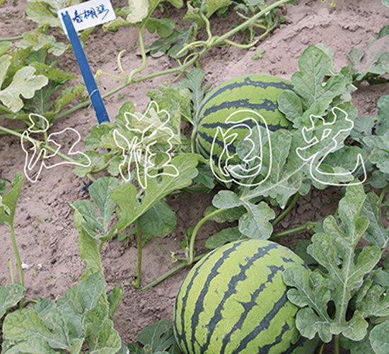 ����3̖(h��o)-���ϷN��-�����@ˇ