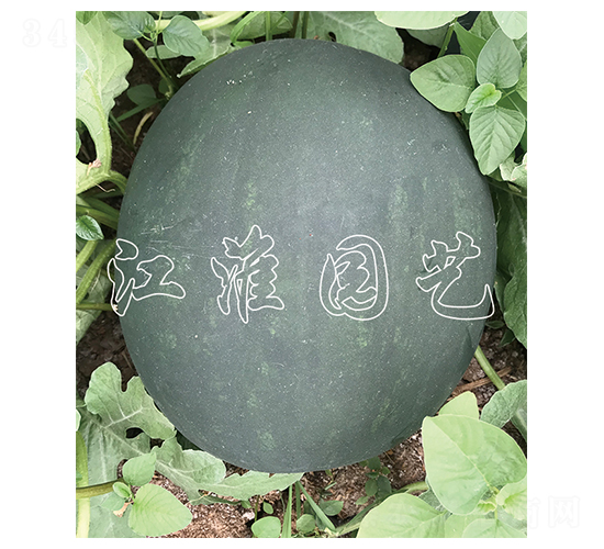 ����13̖(h��o)-���ϷN��-�����@ˇ