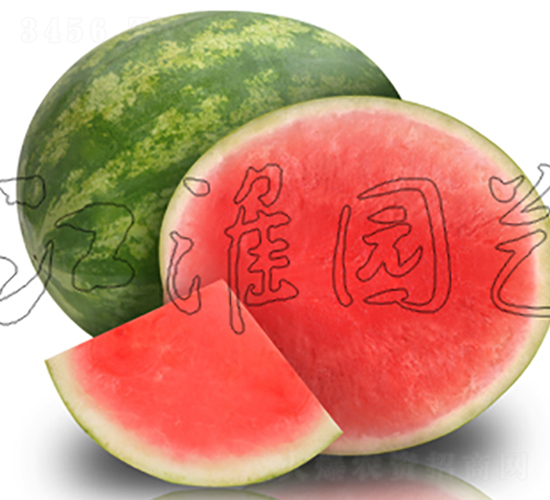 �o��5̖-���ϷN��-�����@ˇ