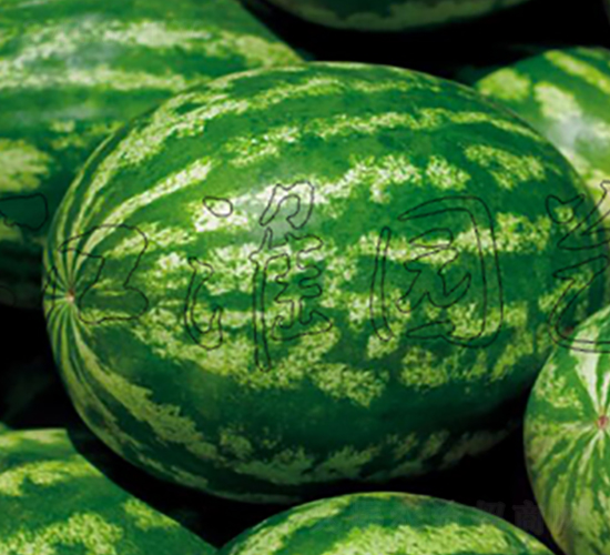 �o��3̖-���ϷN��-�����@ˇ