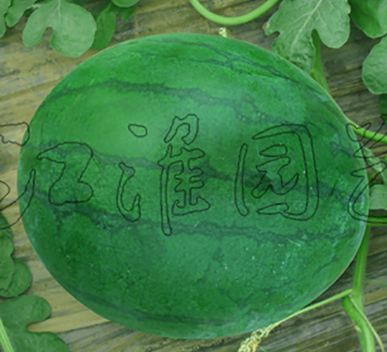 �o��4̖-���ϷN��-�����@ˇ