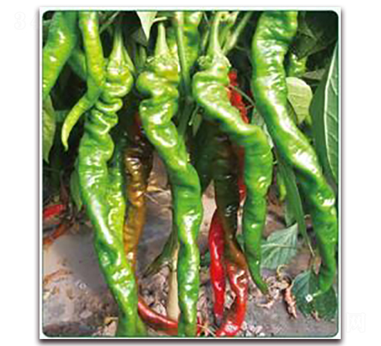 �ش��]��-�����N��-���i�N�I(y��)