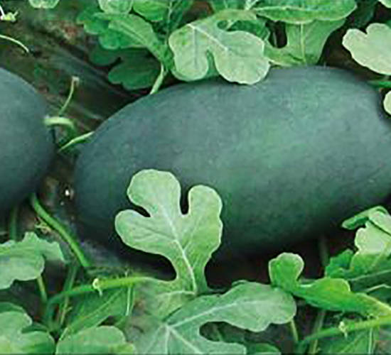 ������-���ϷN��-���i�N�I(y��)