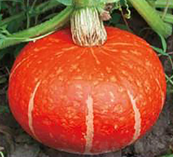 �t����-�ϹϷN��-���i�N�I(y��)