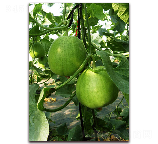 ��[�G��-��ϷN��-�|������