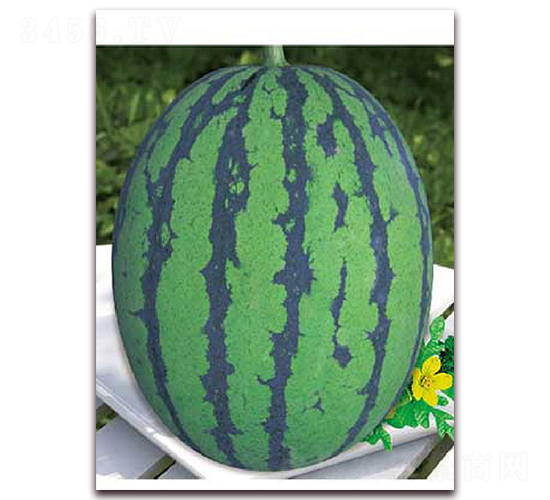 ���{һ̖-���ϷN��-�|������