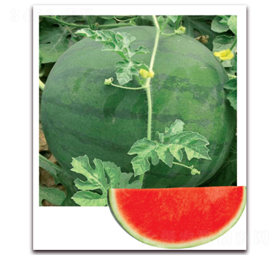 �P׿����̖(h��o)-���ϷN��-�|������