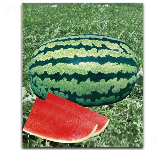 �Ī{��̖-���ϷN��-�|������