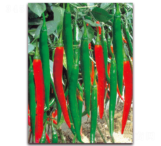 ��ϲһ̖-�����N��-�|������