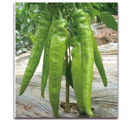 ���l(f��)1206-�����N��-�|������