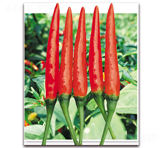 �����G-�����N��-�|������