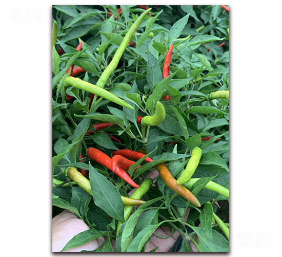 ����116-�����N��-�|������