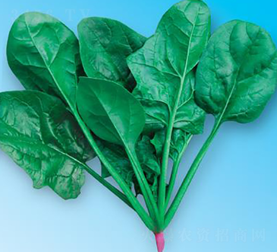 �G��(y��u)��5̖-���˷N��-΢�ȷN�I(y��)