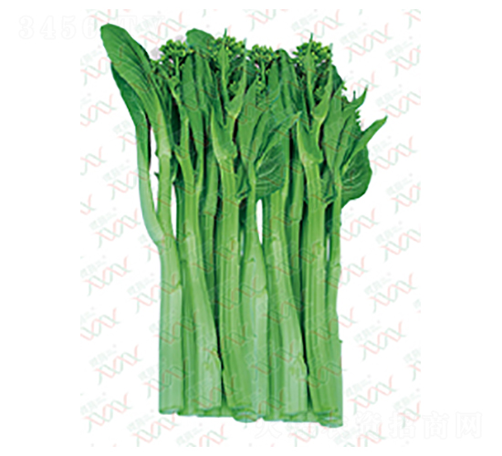 �����d����-��˷N��-΢�ȷN�I(y��)