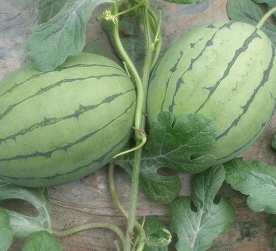 ������-���ϷN��-����N��