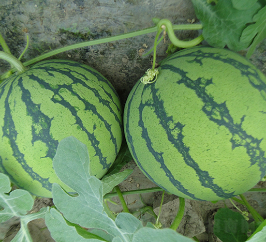 ������8K-���ϷN��-����N��