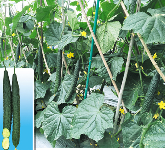 ���ȴ�266-�S�ϷN��-����N��