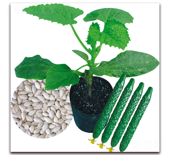 �������-�S�ϷN��-����N��