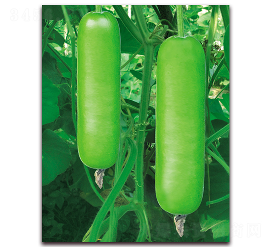 �G̩��1̖(h��o)-�S�ϷN��-����N��