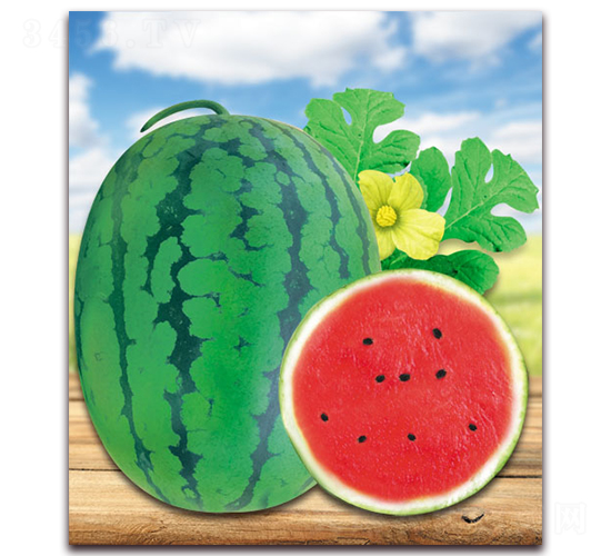 ̩����̖(h��o)-���ϷN��-����N��