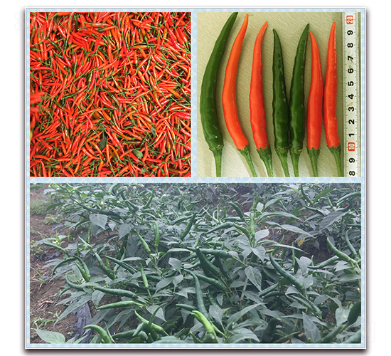 ������̖-�����N��-����N��