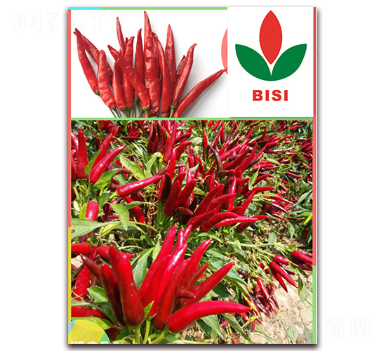 ������̖(h��o)-�����N��-����N��