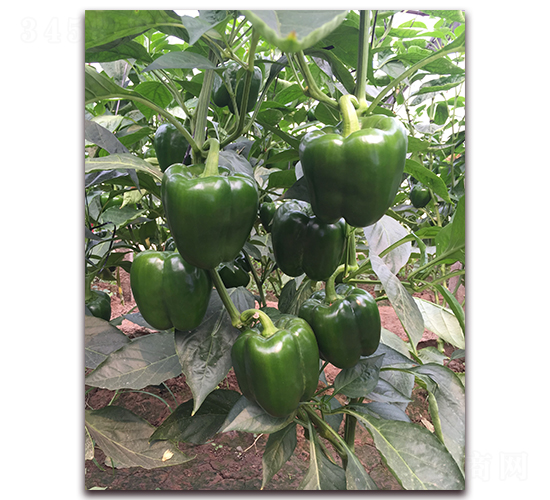 ��̩��̖(h��o)-�����N��-����N��