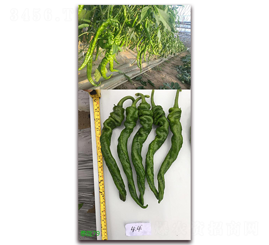 ̩�]79-�����N��-����N��