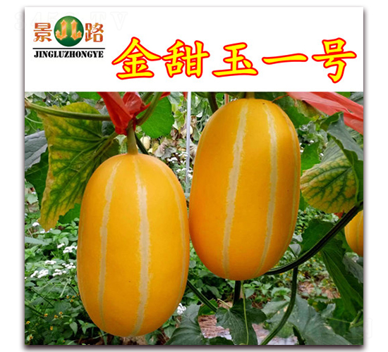 ������һ̖(h��o)-��Ƥ��ϷN��-��·�N�I(y��)