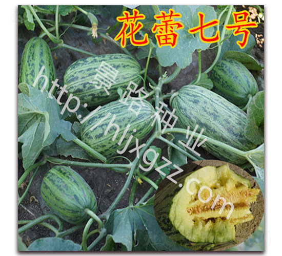 ������̖(h��o)-��Ƥ��ϷN��-��·�N�I(y��)