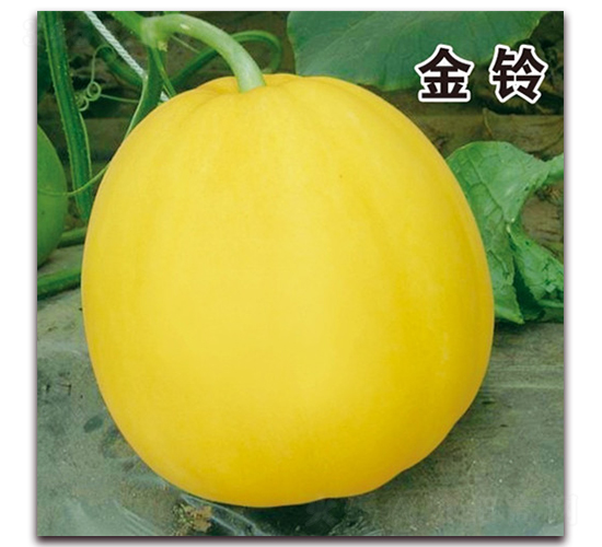 ��·����-��Ƥ��ϷN��-��·�N�I(y��)