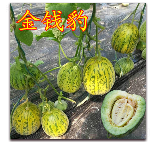 ��·���X��-��Ƥ��ϷN��-��·�N�I(y��)