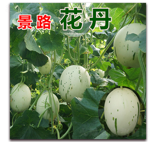 ��·����-��Ƥ��ϷN��-��·�N�I(y��)