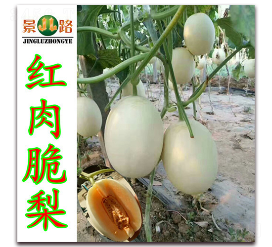 �t�����-��Ƥ��ϷN��-��·�N�I(y��)