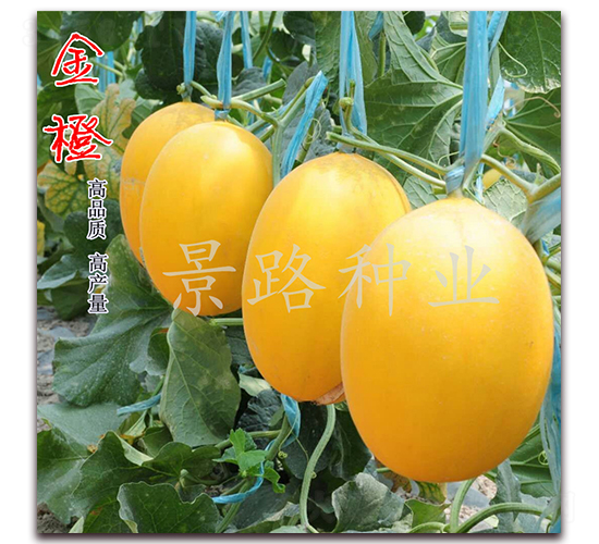 ��·���-��Ƥ��ϷN��-��·�N�I(y��)