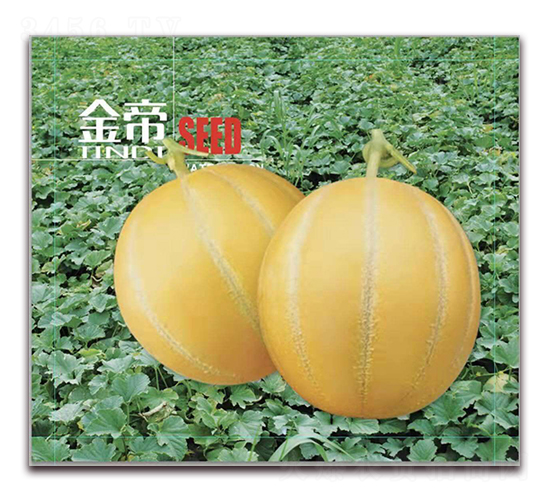 ���-��Ƥ��ϷN��-��·�N�I(y��)