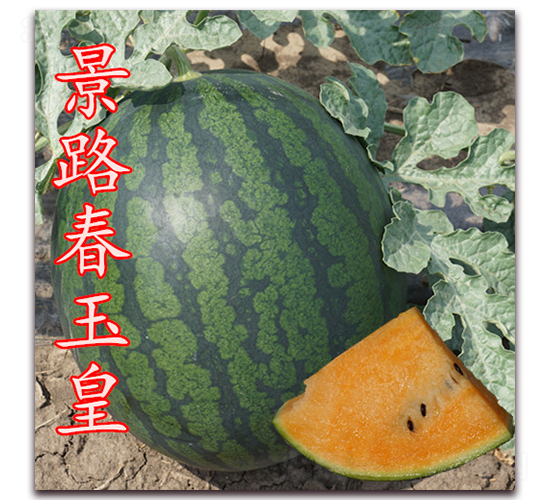 ��·�����-���ϷN��-��·�N�I(y��)