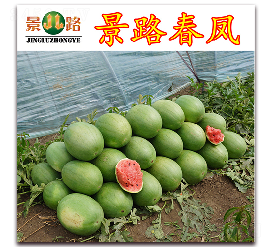 ��·���P-���ϷN��-��·�N�I(y��)