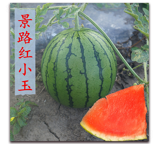 �tС��-���ϷN��-��·�N�I(y��)