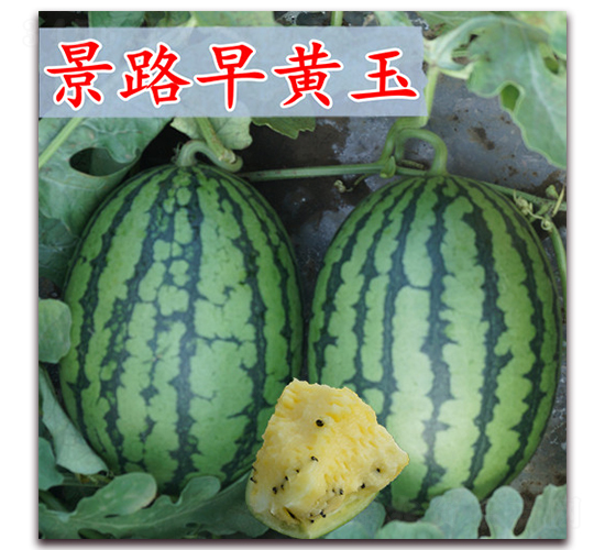 ��·���S��-���ϷN��-��·�N�I(y��)