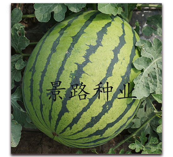 ��·��̖-�����ϷN��-��·�N�I(y��)