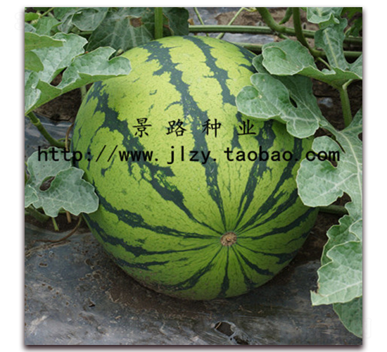 ��·��̖(h��o)-�����ϷN��-��·�N�I(y��)