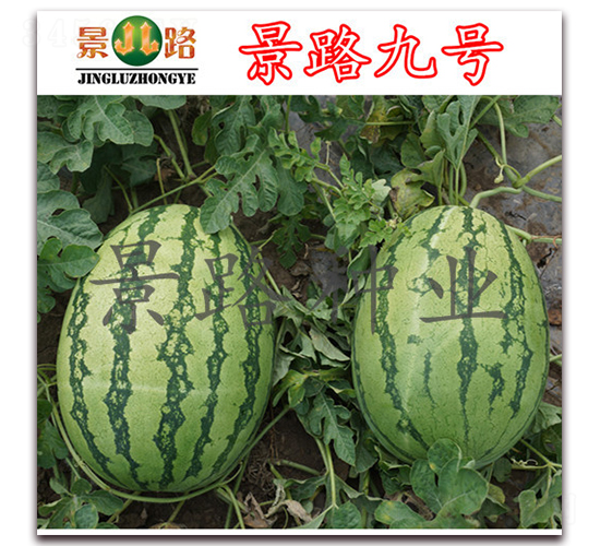 ��·��̖(h��o)-�����ϷN��-��·�N�I(y��)