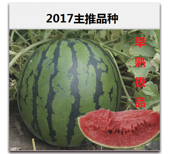 ����OƷ-�����ϷN��-��·�N�I(y��)