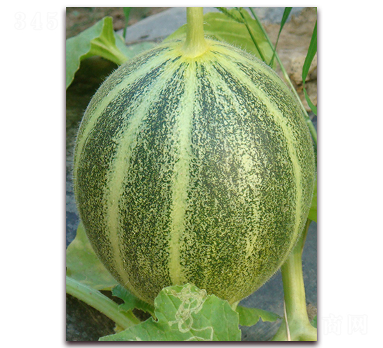 ��l(f��)-��Ƥ��ϷN��-�����N��