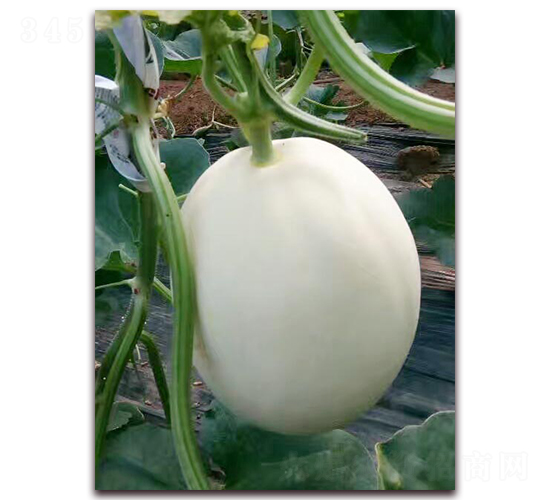 �����y��-��Ƥ��ϷN��-�����N��