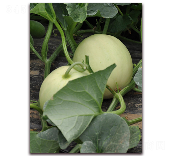 �y��-��Ƥ��ϷN��-�����N��